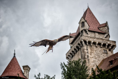 DSC_9870aa.jpg