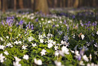 Belgium Hallerbos