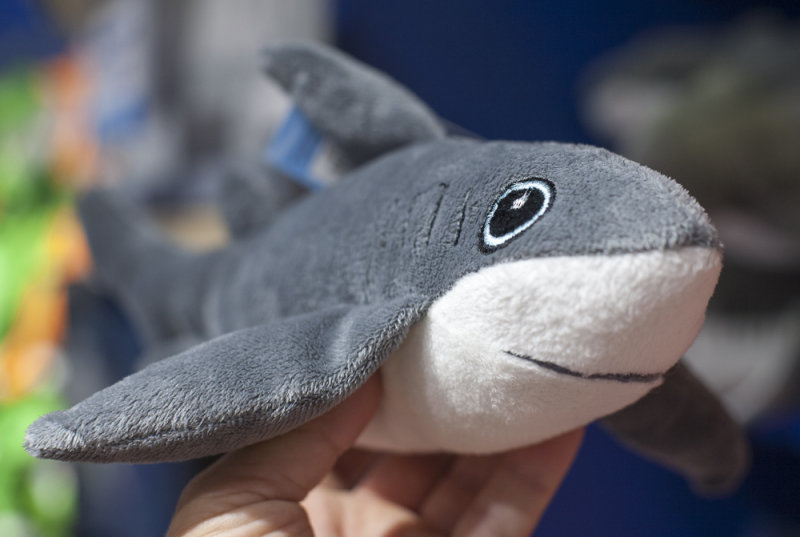 Gray Reef Shark - perhaps?