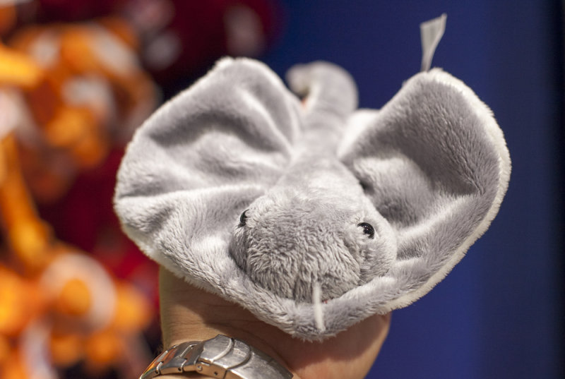Short-tail stingray