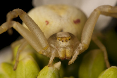 spider on horseradish flowers