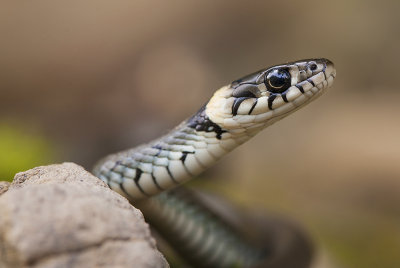 Zaskroniec zwyczajny (Natrix natrix) European grass snake -  ringed snake