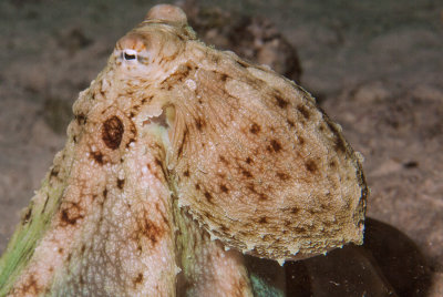 Quite a large octopus. The same as the picture http://www.pbase.com/image/124598878