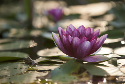 Nymphaea 'James Brydon' - Lilia wodna    Henry Dreer, 1899