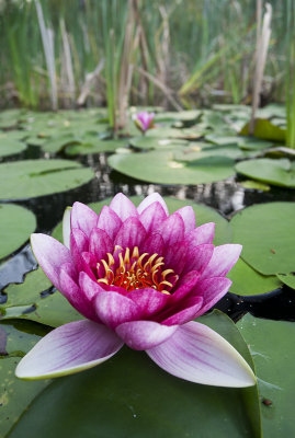 Nymphaea 'James Brydon' - Lilia wodna    Henry Dreer, 1899