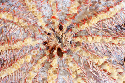 Crown-of-Thorns Starfish korona cierniowa (Acanthaster planci)
