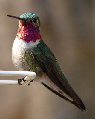Male_Ruby-Throated_Hummingbird