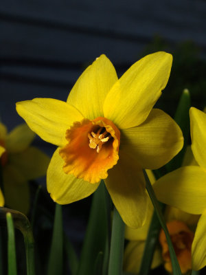 Narcissus 2.jpg