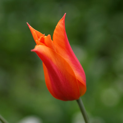 Tulip 1.jpg