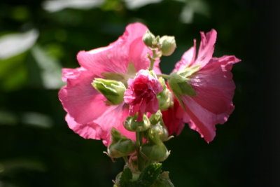 Althea rosea - Hollyhock - Stockrose