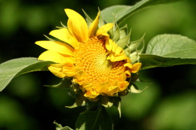 Helianthus annuus - Sunflower - Sonnenblume