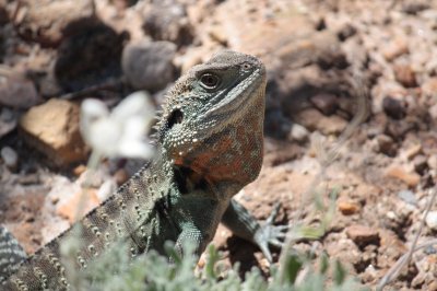 Waterdragon @ Botanical Garden Canberra - ACT