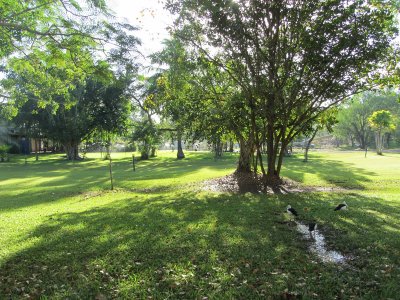 Banyan Tree  Berry Springs - NT