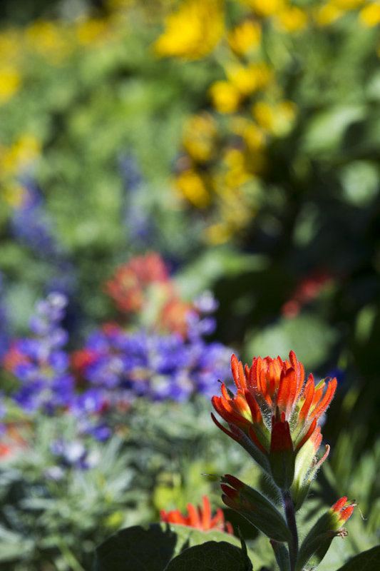 Indian paint brush