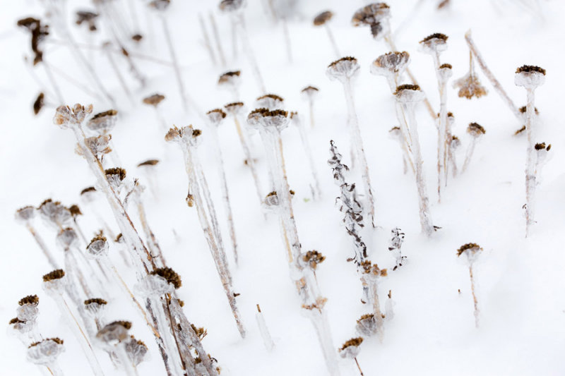 ice flowers