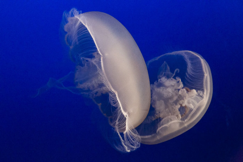 moon jellies