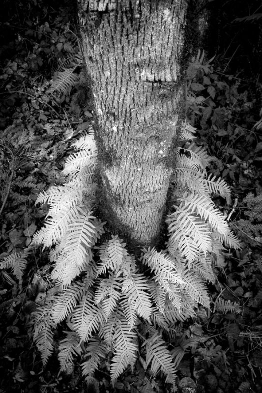 Fern collar