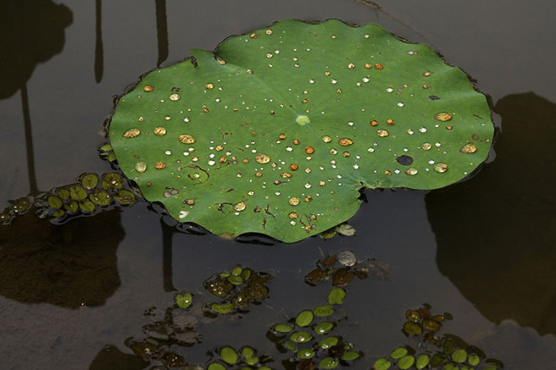 Lotus pad with golden drops