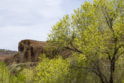 Spring growth and cliffs