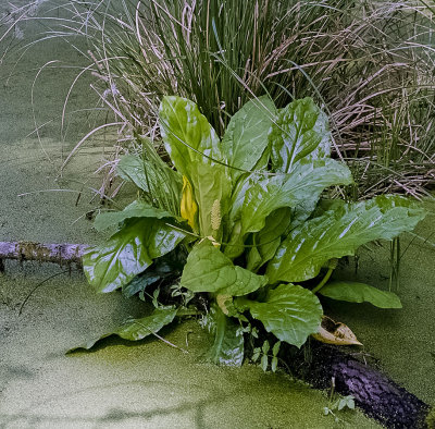 skunk cabbage