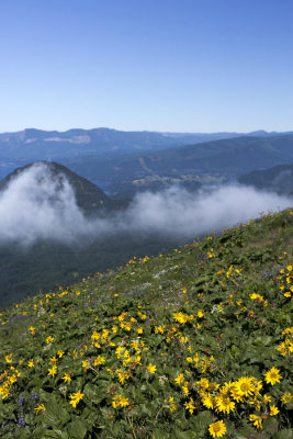 Balsam root and wind mountain