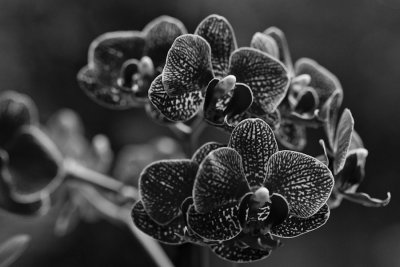 black orchids