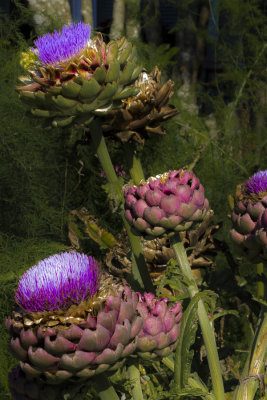 artichokes