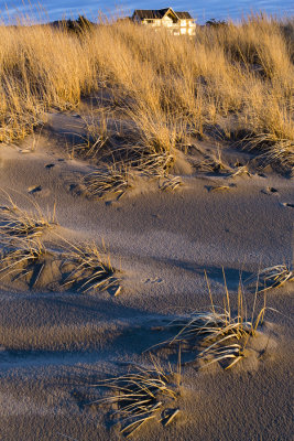 dune grass at sunset