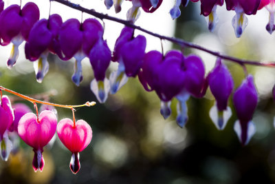 Bleeding Hearts