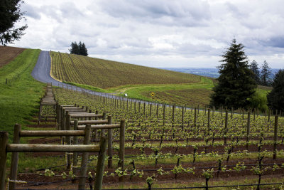 Dundee Hills