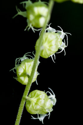 Tellima grandiflora