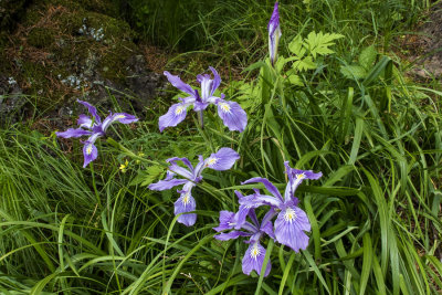 Wild iris