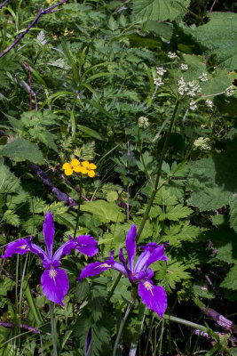 Purple, yellow and white