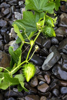 wild cucumber