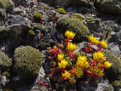 Sedum Oreganum