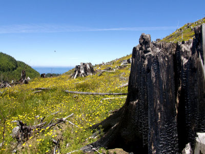 Cedar stumps and ocean