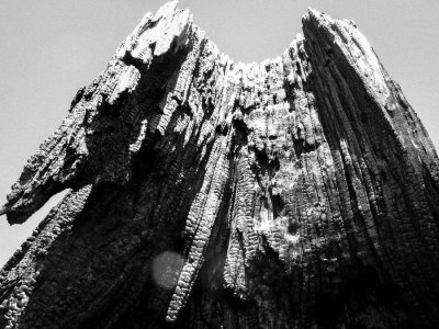 Charred stump