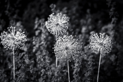 Organic fireworks