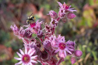 Pollinator at work