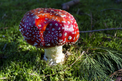 A perfect amanita.