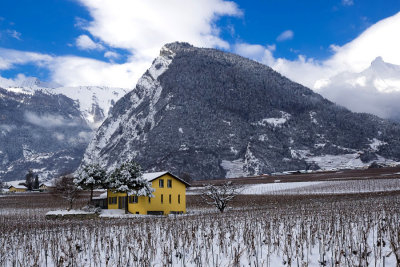 Dormant vineyards