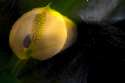 skunk cabbage being sucked into a black hole