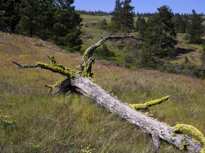 fallen tree and meadow