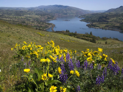 balsam root, lupine and columbia gorge