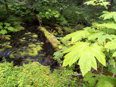 backwoods creek