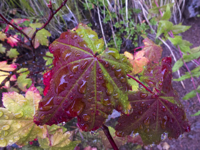rain on maple leaves