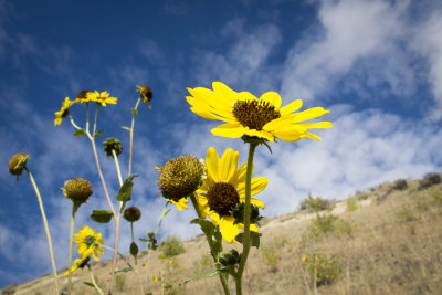 Roadside color