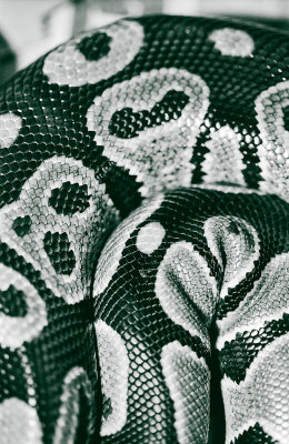 snake skin