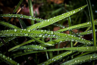 wet grass