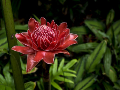 Singapore botanic garden beauty